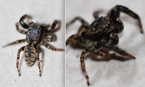 Marpissa muscosa